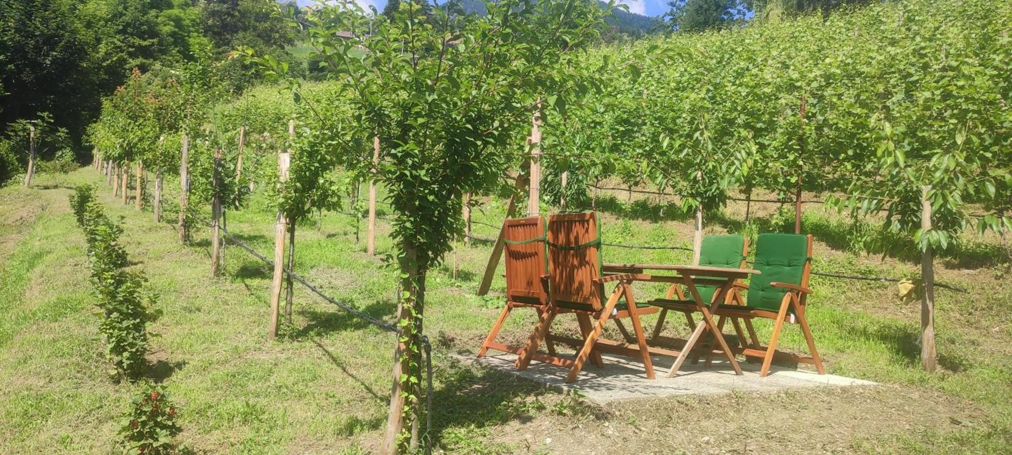 Janas Bolzano Mountain Apartment Tesimo Bagian luar foto